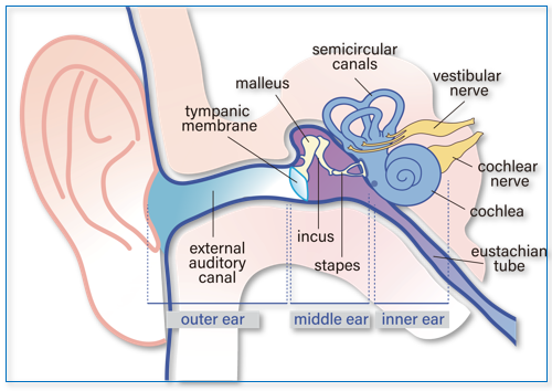 Ear Anatomy Diagram